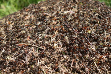 Building a new anthill
