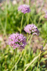 Purple shallot onion or allium carinatum flowers