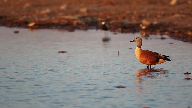 South African shelduck (Tadorna cana) in shallow water, southern Africa