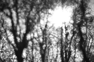 Black and white trees bokeh in direct sunlight glow backdrop