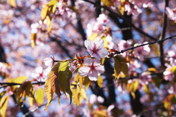 Pink cherry tree bossoming flowers  