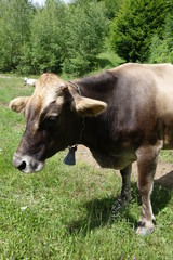 Cow grazing on a green field. Transcarpathia