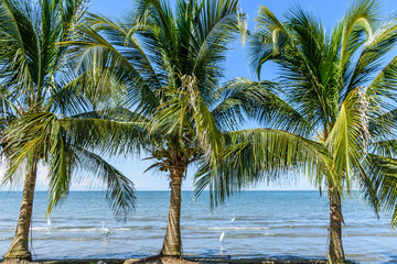Obraz premium Coconut palms on Caribbean beach, Guatemala
