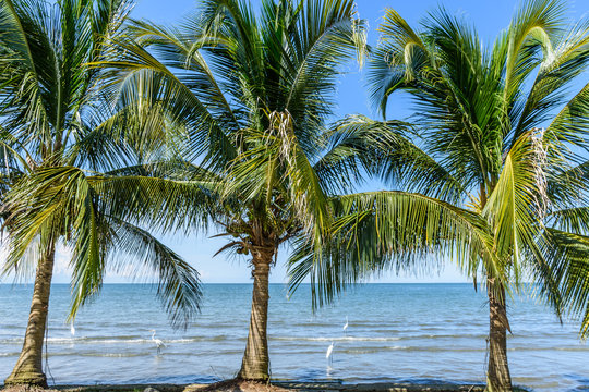 Coconut palms on Caribbean beach, Guatemala