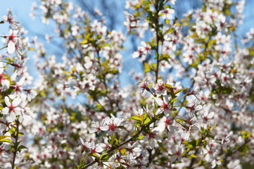 Blossoming cherry tree white flowers on sky background