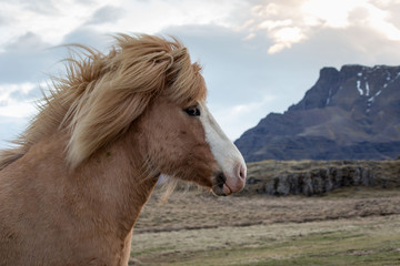 Obraz premium Niebieskie oko