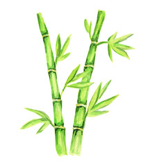 Isolated watercolor bamboo. Tropical exotic asian tree for decoration.