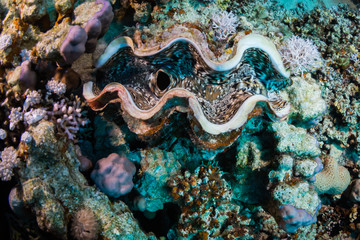Tridacninae