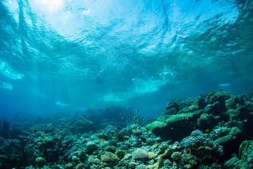 Coral garden