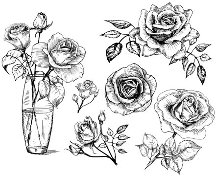 set Roses, collection hand drawn rose, vector