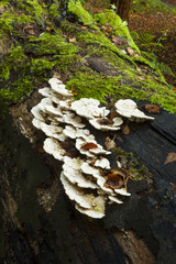  Bracket Fungi