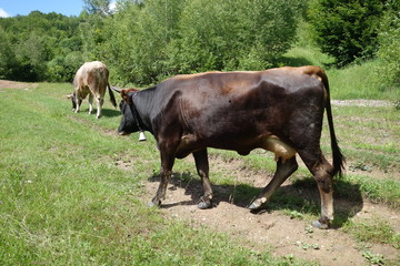 Cows on the green meadow. Transcarpathia