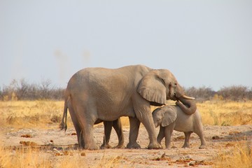 Fototapeta premium Elefantenfamilie