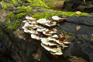 Bracket Fungi