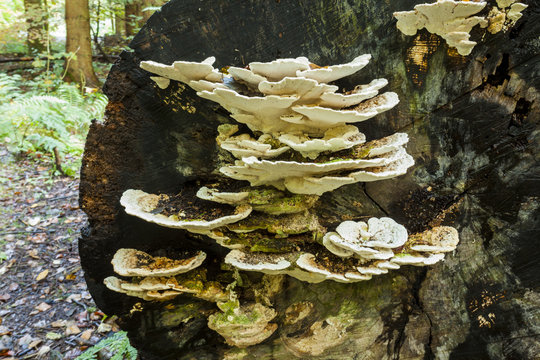  Bracket Fungi