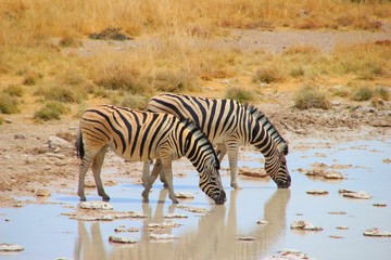 Obraz na płótnie Canvas Zebras an einer Wasserstelle