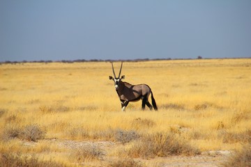 Säbelantilope