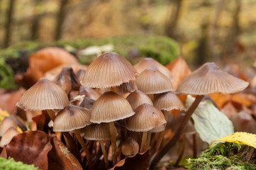 champignons sur une souche d'arbre en automne