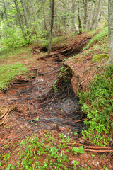 Crack in the earth and pulled tree roots, consequence of a lands
