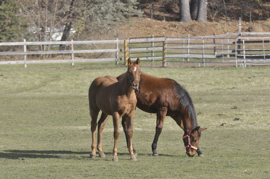 Horses in Massachusetts