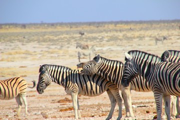 Fototapeta na wymiar lachendes Zebra