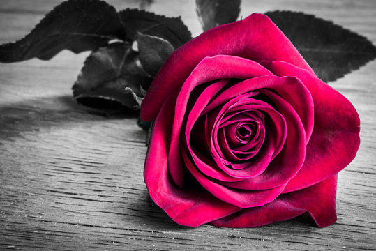 Red Rose Color Splash on Wood