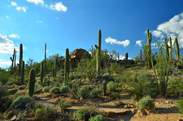 Fototapeta na wymiar Saguarro National Park, Arizona