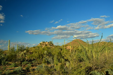 Saguarro National Park, Arizona