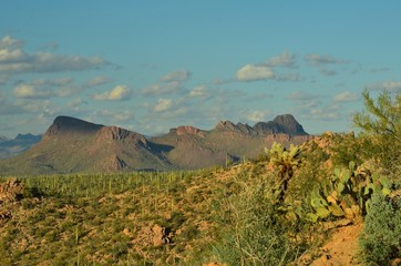 Saguarro National Park, Arizona