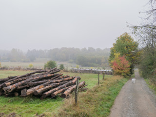 morning walk