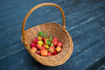 Apples in wicker basket at dark plank floor with sprig of mint