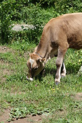 Cow grazing on a green field. Transcarpathia