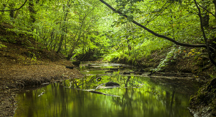 Woodland with river. Northumberland. England. UK.