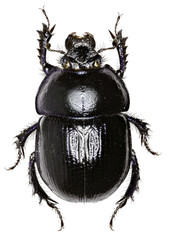 Forest Dung Beetle on white Background - Anoplotrupes stercorosus (Scriba 1791)