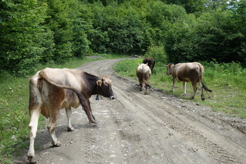Obraz premium Cows are on the road. Transcarpathia