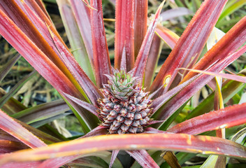 Baby pineapple fruit growing on a plant.