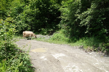 Cows are on the road. Transcarpathia