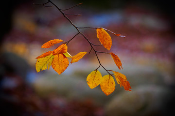 Autumn Leafs