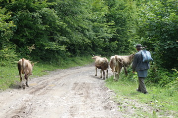 Cows are on the road. Transcarpathia