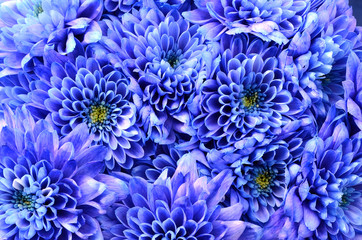 Details of blue flower for background or texture