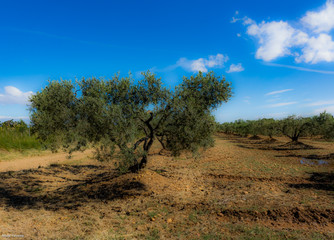 Obraz premium Oliveraie arlésienne