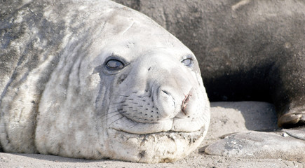 Fototapeta na wymiar wild seal resting in antarctica