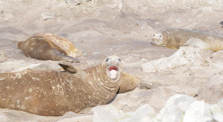 Fototapeta premium wild seal resting in antarctica