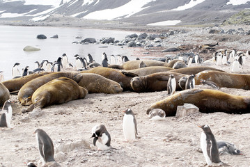 wild seal resting in antarctica