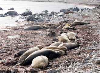 Fototapeta premium wild seal resting in antarctica