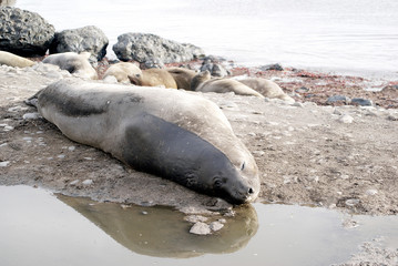wild seal resting in antarctica