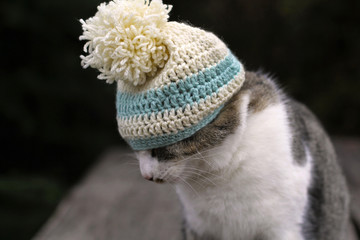 Cat hat