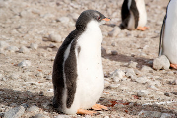 Wild penguins resting by the sea coast