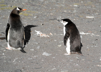 Wild penguins resting by the sea coast