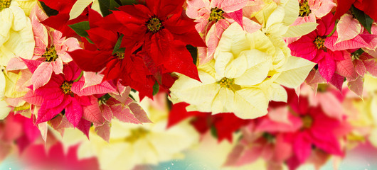 border of fresh  poinsettia flowers or christmas star  on festive bokeh  background 